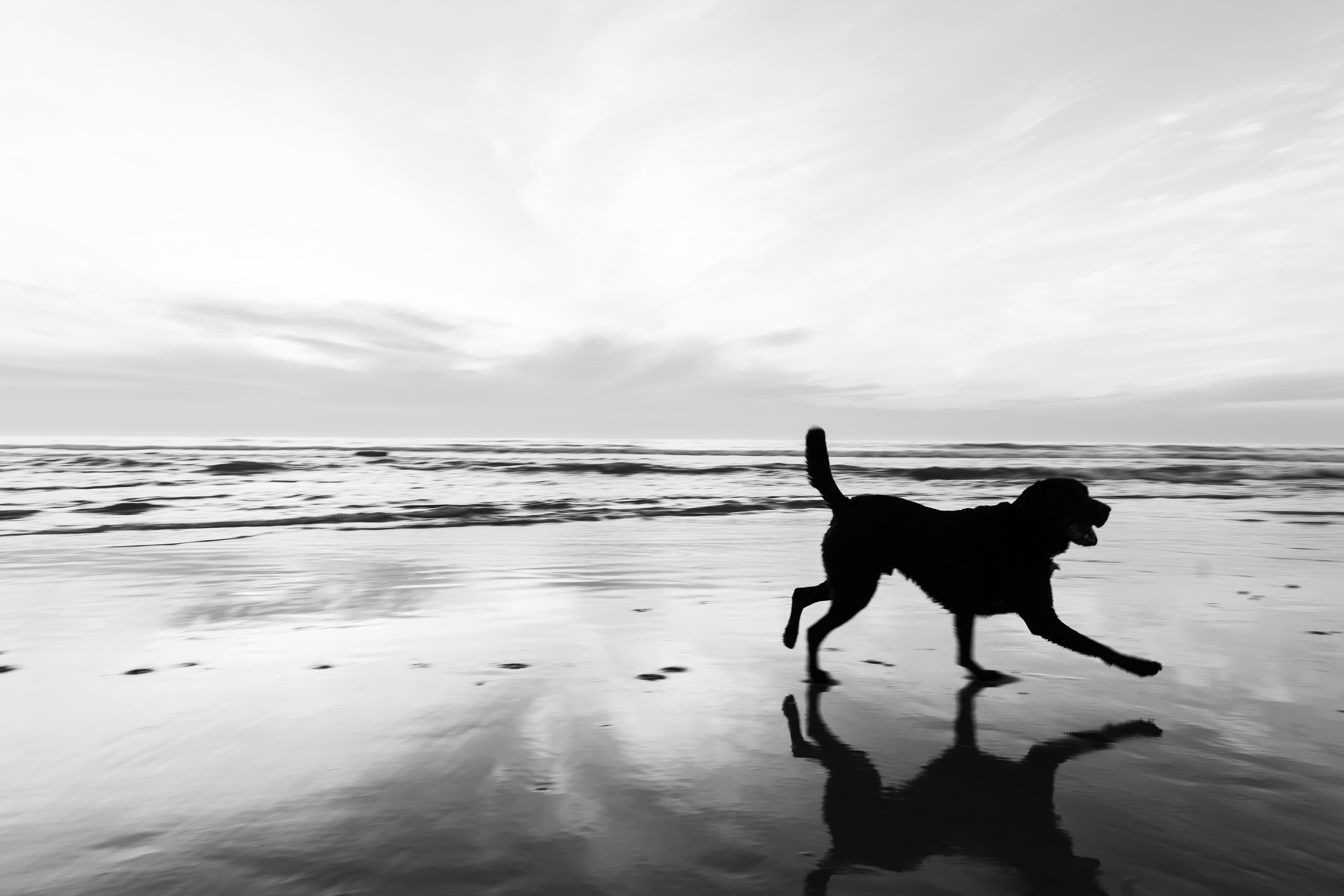 The Beach, Dog & the Walk